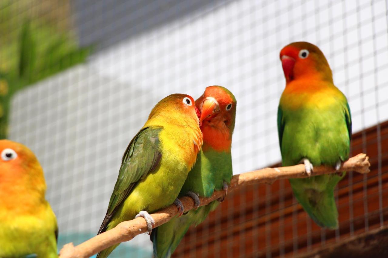 Casa Vista Pajaro Daire Puntallana Dış mekan fotoğraf